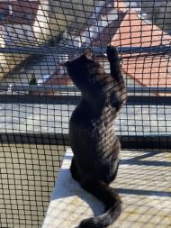 Extra Strong Cat Safety Net, Custom-Made | Safetynet365