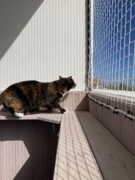 Cat Safety Net by the m² (Custom-Made) | Safetynet365