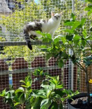 Cat Safety Net by the m² (Custom-Made) | Safetynet365