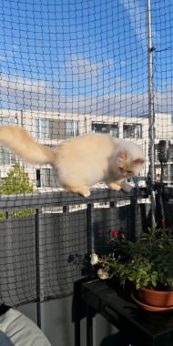 Cat Safety Net by the m² (Custom-Made) | Safetynet365