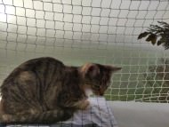 Cat Safety Net by the m² (Custom-Made) | Safetynet365