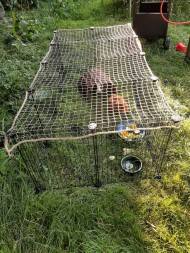 Bird Protection Net with Border, by the m² (Custom-Made) | Safetynet365