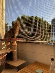 Extra Strong Cat Safety Net, Custom-Made | Safetynet365