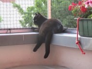 Cat Safety Net by the m² (Custom-Made) | Safetynet365