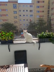 Cat Safety Net by the m² (Custom-Made) | Safetynet365