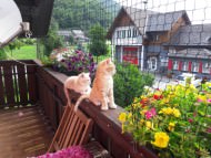 Cat Safety Net by the m² (Custom-Made) | Safetynet365