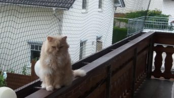 Katzenschutznetz per m (nach Ma) | Schutznetze24