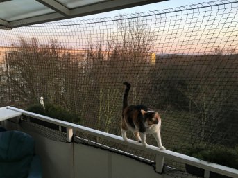 Katzennetz per m (nach Ma) | Schutznetze24
