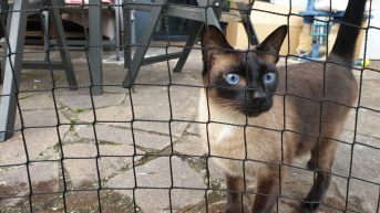 Katzennetz per m (nach Ma) | Schutznetze24