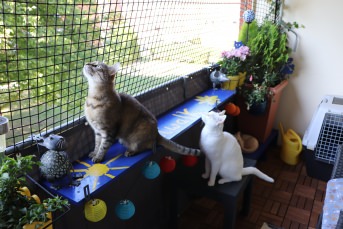 Katzenschutznetz nach Ma - Extra stark | Schutznetze24