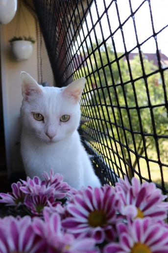 Katzenschutznetz nach Ma - Extra stark | Schutznetze24
