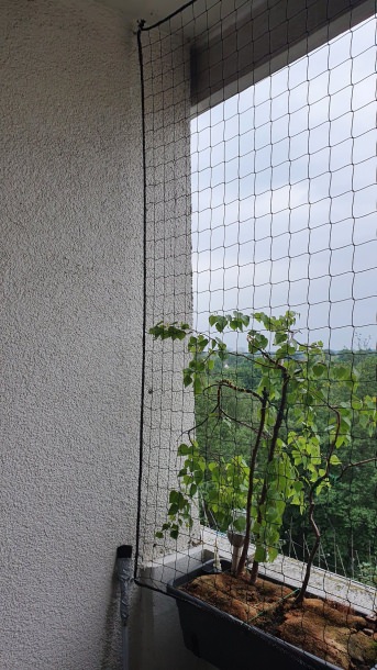 Sicherheitsnetz per m (nach Ma) 1,0/50 mm | Schutznetze24
