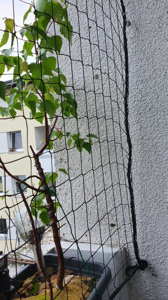 Sicherheitsnetz per m (nach Ma) 1,0/50 mm | Schutznetze24