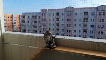Katzenschutznetz per m (nach Ma) | Schutznetze24