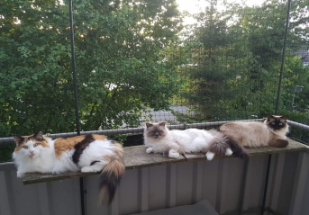 Katzenschutznetz per m (nach Ma) | Schutznetze24