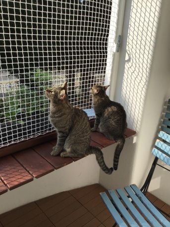 Katzenschutznetz nach Maß - Extra stark | Schutznetze24
