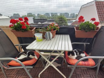 Katzenschutznetz per m (nach Ma) | Schutznetze24