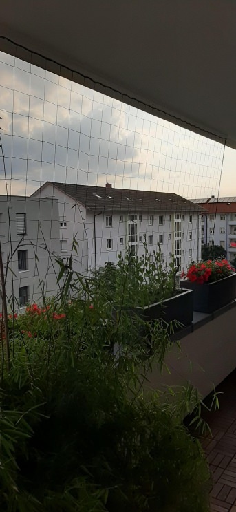 Ranknetz per m (nach Ma), schwarz | Schutznetze24