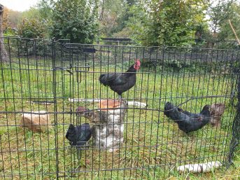Greifvogel-Schutznetz für Hühnergehege nach Maß | Schutznetze24