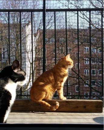 Katzenschutznetz per m² (nach Maß) | Schutznetze24