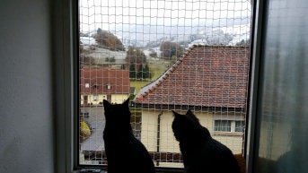 Katzenschutznetz per m (nach Ma) | Schutznetze24