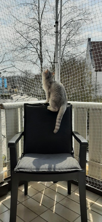 Katzenschutznetz per m (nach Ma) | Schutznetze24