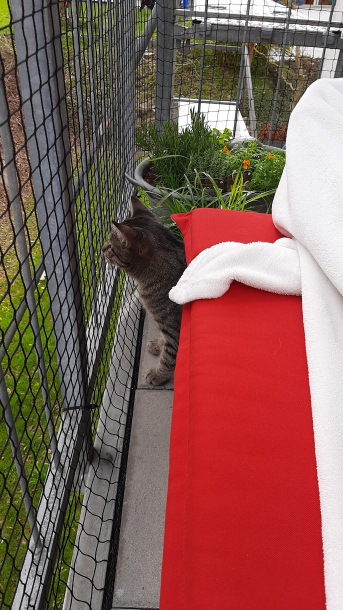 Katzenschutznetz per m (nach Ma) | Schutznetze24