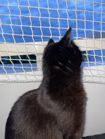 Katzenschutznetz nach Ma - Extra stark | Schutznetze24