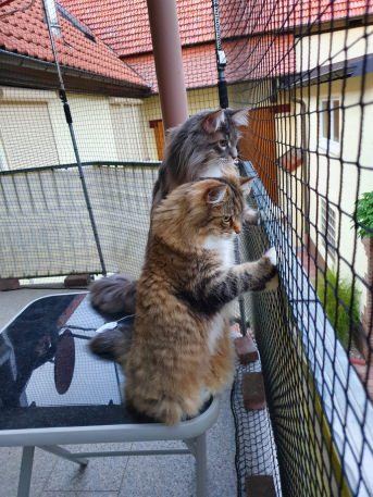 Katzenschutznetz per m (nach Ma) | Schutznetze24