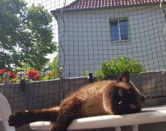 Katzenschutznetz per m (nach Ma) | Schutznetze24