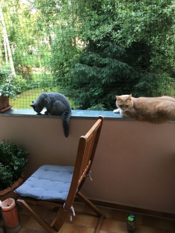Katzenschutznetz per m (nach Ma) | Schutznetze24